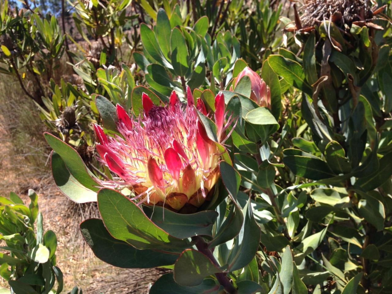 Alba House Guest House Paarl Exterior foto